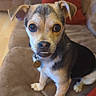 dog, small_dog, pet, indoor, couch, brown_couch, red_cushion, floor, wood_floor, ears, eyes, collar, tag, paw, fur, face, sitting, cute, expression, home