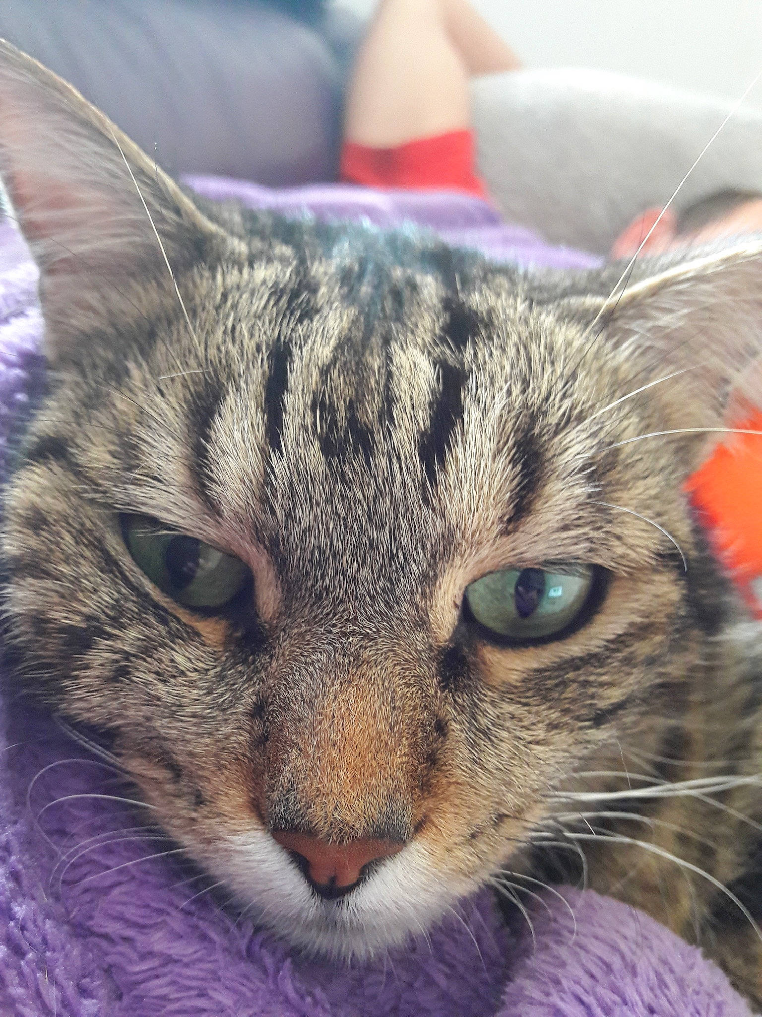 Chouki a rejoint le concours — aidez-le/la à gagner de superbes lots ! carnivore, cat, close_up, domestic_short_haired_cat, felidae, fur, photography, sky, small_to_medium_sized_cats, snout, terrestrial_animal, whiskers, wildlife