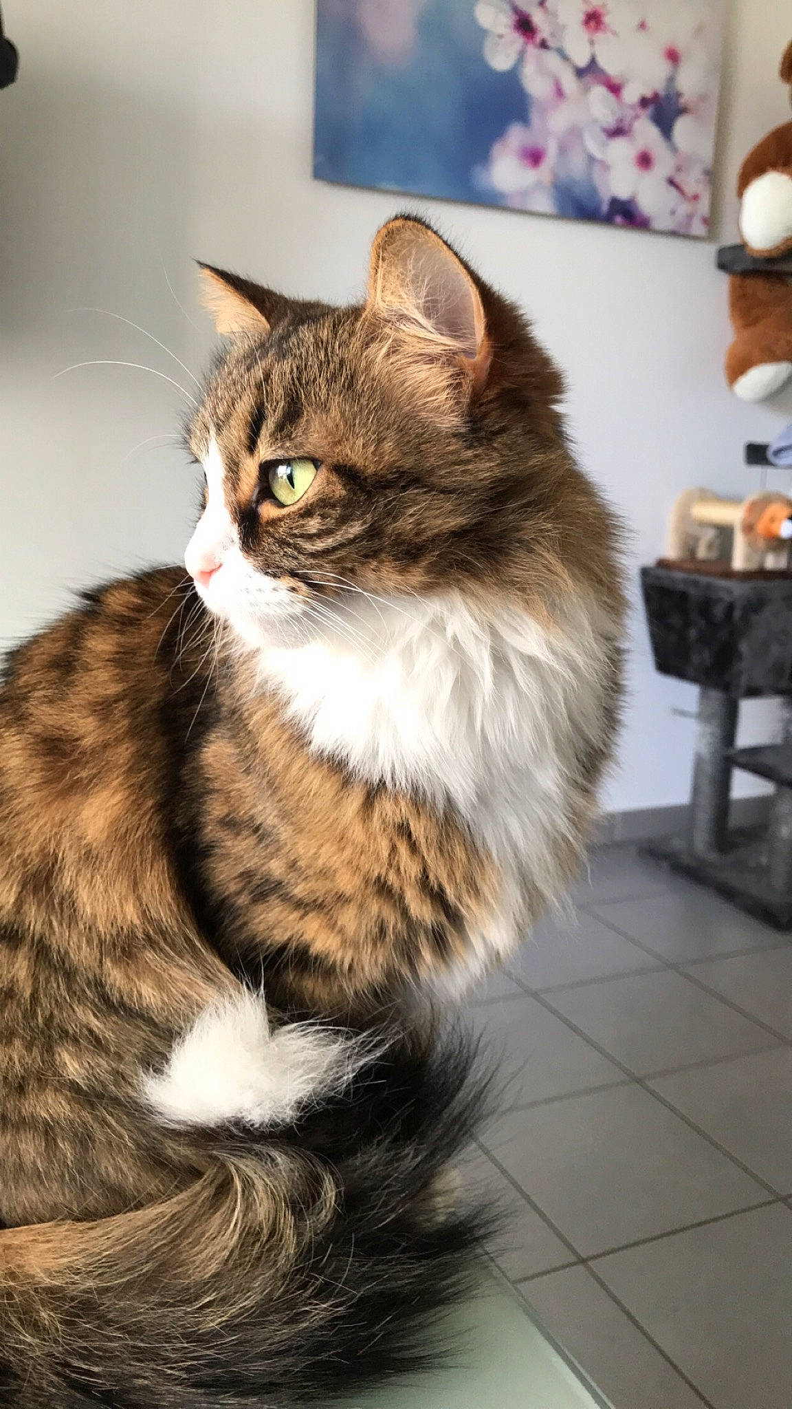 Chanel participe au concours pour gagner de l'argent avec cette photo : carnivore, cat, domestic_short_haired_cat, eye, fawn, felidae, flooring, fur, hair, human_leg, iris, maine_coon, paw, siberian, small_to_medium_sized_cats, snout, tail, terrestrial_animal, whiskers, wildlife