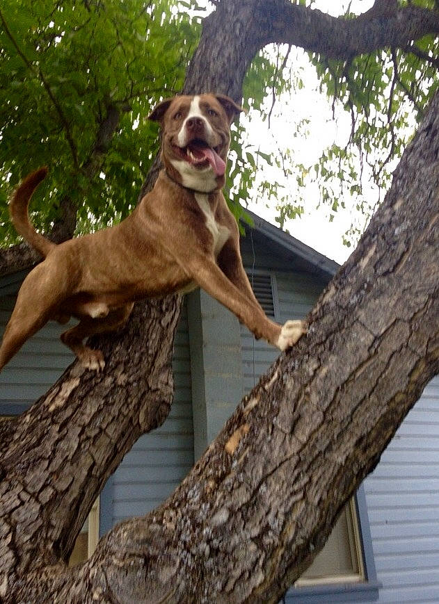 Badger joined the competition — help win amazing prizes! branch, canidae, carnivore, companion_dog, dog, dog_breed, fawn, gun_dog, liver, plant, sky, snout, sporting_group, tail, terrestrial_animal, tree, trunk, twig, wildlife, wood