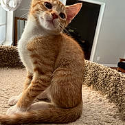 Mandarine is registered to the contest to win money with this photo: cat, kitten, orange_cat, white_fur, pet, animal, indoor, cozy, cat_bed, curious, feline, young_cat, soft_light, home_interior, cute, sitting, fur, whiskers, ears, tail
