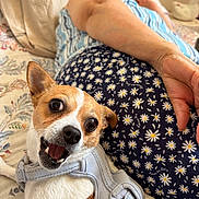 Molly joined the competition — help win amazing prizes! dog, small_dog, harness, happy, smiling, person, reclining, bed, bedding, floral_pattern, daisy_pattern, striped_clothing, indoor, close_up, pet, animal, cute, face, expression, resting