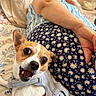 dog, small_dog, harness, happy, smiling, person, reclining, bed, bedding, floral_pattern, daisy_pattern, striped_clothing, indoor, close_up, pet, animal, cute, face, expression, resting
