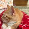 kitten, cat, orange_tabby, white_paws, collar, beads, sleeping, indoors, red_clothing, patterned_pants, lap, cozy, home_interior, wooden_floor, blanket, floral_pattern, pet, cute, resting, close_up