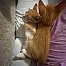 kitten, cat, sleeping, cuddle, bed, blanket, cozy, feline, fur, ears, resting, cute, domestic_animal, indoor, pets, whiskers, young, orange_cat, tabby, soft