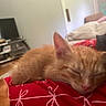 kitten, orange_cat, sleeping, red_blanket, indoor, cozy, pet, feline, resting, animal, cute, soft, closeup, domestic_cat, fur, whiskers, relaxation, home, comfort, nap