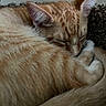 cat, orange_tabby, sleeping, fur, close_up, pet, animal, whiskers, tail, cozy, resting, indoor, cute, mammal, feline, quiet, peaceful, soft, curled_up, adorable