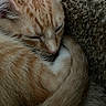 kitten, cat, sleeping, curled_up, ginger, fur, whiskers, close_up, nap, cozy, blanket, texture, indoor, pet, animal, cute, relaxed, soft, small, resting