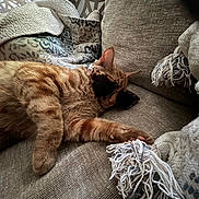 Archie is registered to the contest to win money with this photo: cat, orange_tabby, sunglasses, couch, blanket, cozy, indoor, pet, sleeping, relaxed, feline, animal, soft, home, resting, fur, cute, comfortable, nap, domestic_cat
