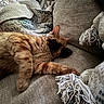 cat, orange_tabby, sunglasses, couch, blanket, cozy, indoor, pet, sleeping, relaxed, feline, animal, soft, home, resting, fur, cute, comfortable, nap, domestic_cat