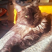 Thalia participe au concours pour gagner de l'argent avec cette photo : cat, fluffy, long_hair, relaxed, sunlight, blanket, cozy, indoor, furniture, photographs, ears, eyes, resting, portrait, warm_light, home, soft_texture, animal, pet, cute