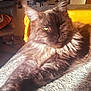 cat, fluffy, long_hair, relaxed, sunlight, blanket, cozy, indoor, furniture, photographs, ears, eyes, resting, portrait, warm_light, home, soft_texture, animal, pet, cute