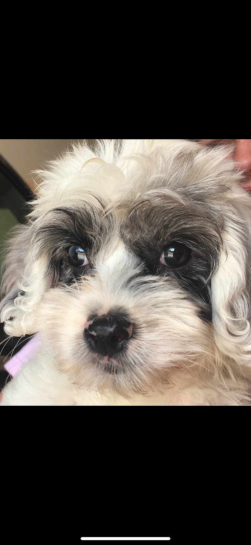 Milly is registered to the contest to win money with this photo: bolonka, canidae, carnivore, companion_dog, dog, dog_breed, havanese, kyi_leo, lowchen, mal_shi, maltepoo, mammal, morkie, puppy, puppy_love, schnoodle, shih_tzu, snout, tibetan_terrier, vertebrate