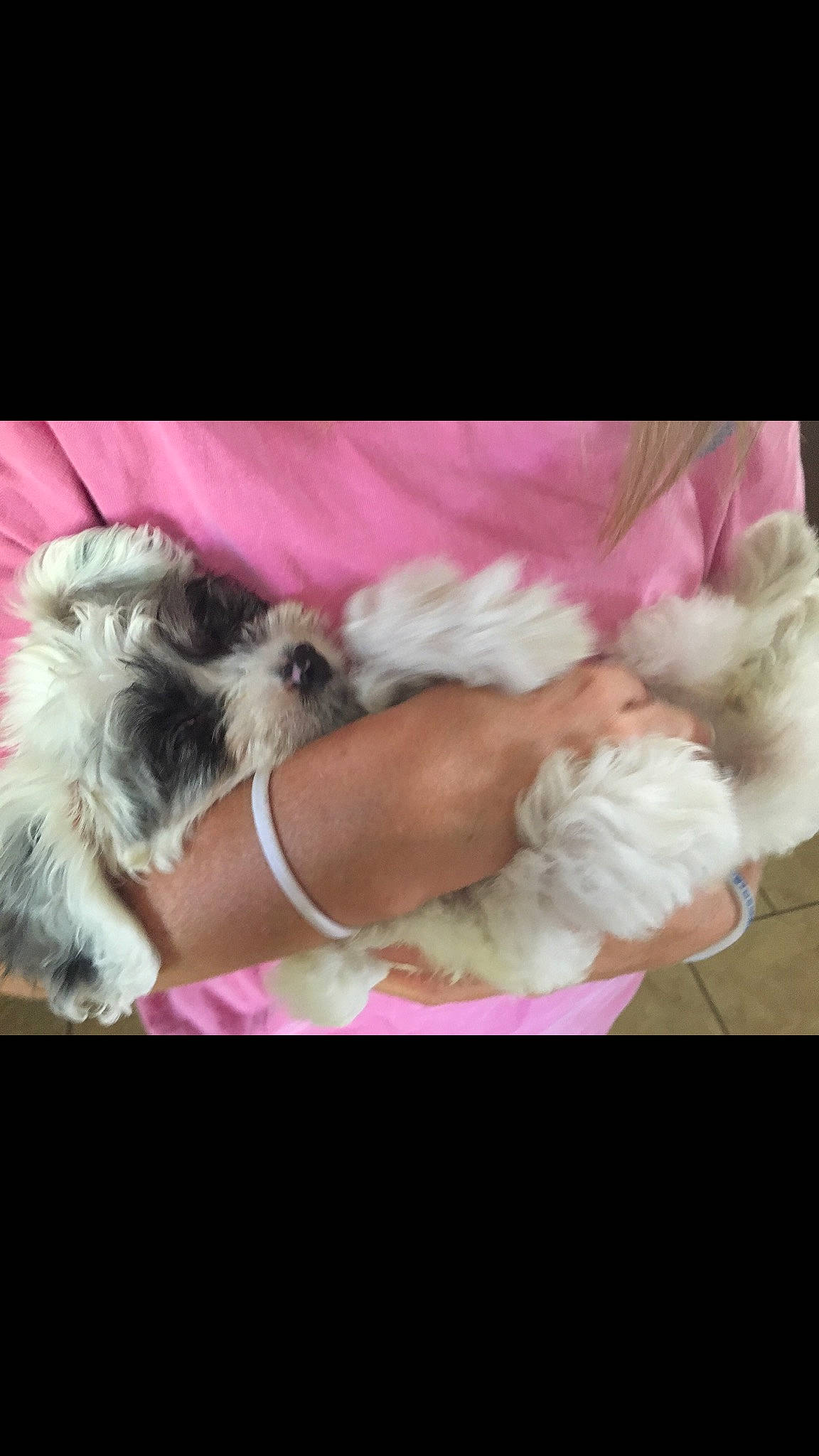 Milly is registered to the contest to win money with this photo: bolonka, canidae, carnivore, chinese_imperial_dog, companion_dog, dog, dog_breed, fur, lhasa_apso, maltepoo, maltese, mammal, morkie, non_sporting_group, pink, puppy, puppy_love, schnoodle, shih_tzu, toy_dog