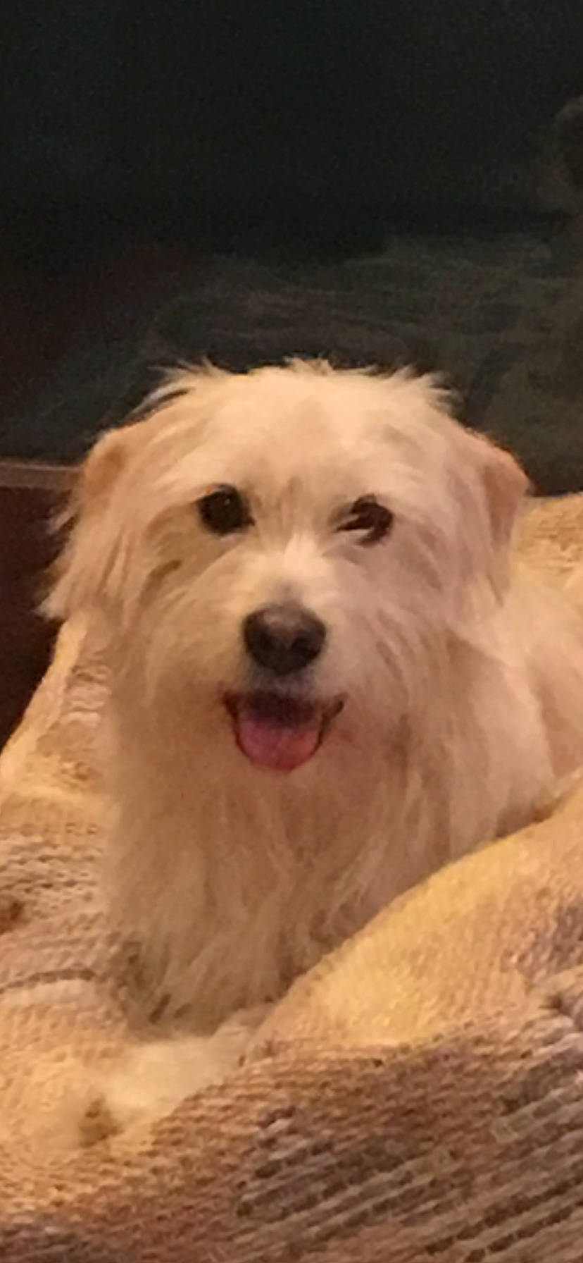 Asher is registered to the contest to win money with this photo: bolonka, canidae, carnivore, companion_dog, coton_de_tulear, dog, dog_breed, dutch_smoushond, havanese, kyi_leo, maltepoo, maltese, mammal, puppy, sapsali, schnoodle, sporting_lucas_terrier, terrier, vertebrate, west_highland_white_terrier