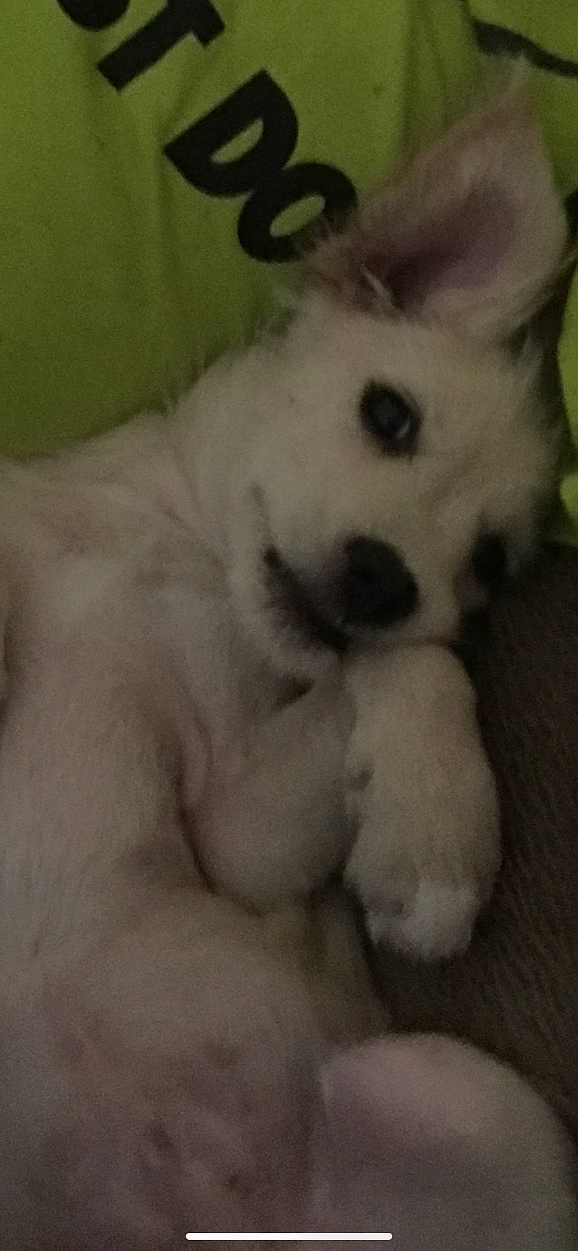 Asher joined the competition — help win amazing prizes! berger_blanc_suisse, canidae, carnivore, companion_dog, dog, dog_breed, japanese_spitz, mammal, non_sporting_group, nose, puppy, puppy_love, sporting_group, vertebrate, west_highland_white_terrier