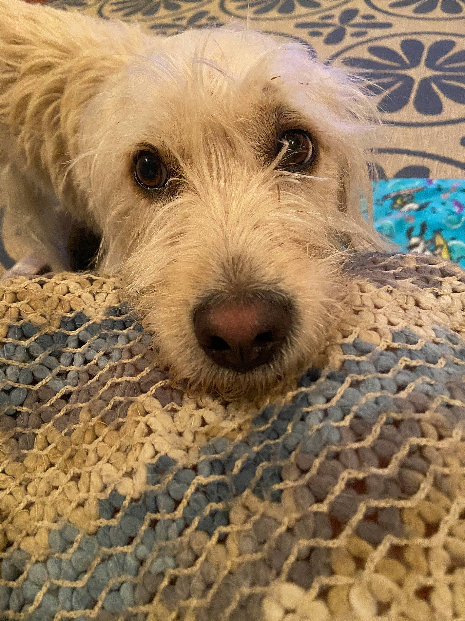 Asher is registered to the contest to win money with this photo: bosnian_coarse_haired_hound, briquet_griffon_vendeen, canidae, carnivore, dog, dog_breed, dutch_smoushond, glen_of_imaal_terrier, irish_wolfhound, mammal, rare_breed_dog, sapsali, schnoodle, small_terrier, snout, sporting_group, sporting_lucas_terrier, terrier, vertebrate, west_highland_white_terrier