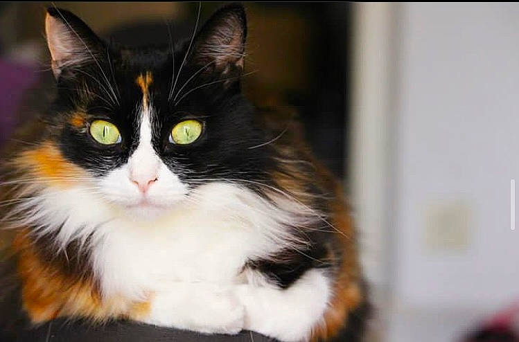 Ippie participe au concours pour gagner de l'argent avec cette photo : carnivore, cat, domestic_short_haired_cat, felidae, fur, small_to_medium_sized_cats, snout, tail, whiskers