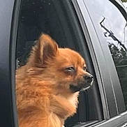 Bowser is registered to the contest to win money with this photo: dog, side_mirror, car, orange_fur, fluffy, window, outdoor, reflection, pet, canine, transportation, roadside, vehicle, fur, animal, companion, travel, expression, looking_out, nature