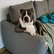 Vauban a rejoint le concours — aidez-le/la à gagner de superbes lots ! dog, pit_bull, sofa, couch, armrest, paw, muzzle, pet, domestic_animal, living_room, blanket, cushion, upholstery, wooden_floor, relaxed, portrait, indoor, grey_fabric, white_wall, animal_portrait