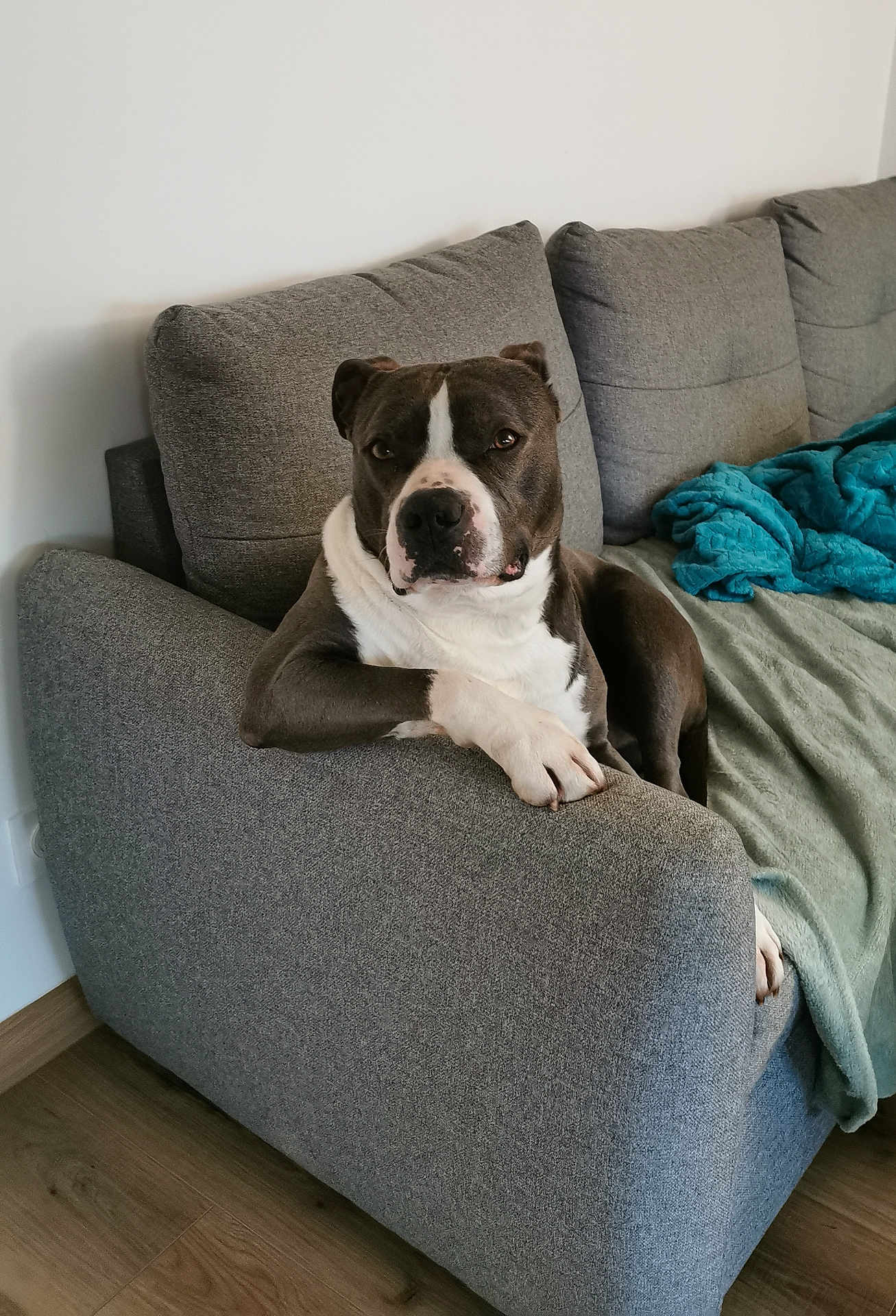 Vauban a rejoint le concours — aidez-le/la à gagner de superbes lots ! dog, pit_bull, sofa, couch, armrest, paw, muzzle, pet, domestic_animal, living_room, blanket, cushion, upholstery, wooden_floor, relaxed, portrait, indoor, grey_fabric, white_wall, animal_portrait
