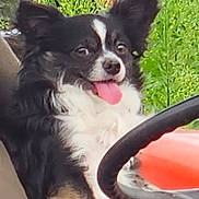Turbo joined the competition — help win amazing prizes! animal, black_and_white, casual, close_up, daytime, dog, fur, greenery, hand, happy, nature, outdoor, person_holding_dog, pet, red_object, relaxed, sitting, small_dog, steering_wheel, tongue_out