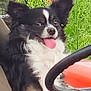 animal, black_and_white, casual, close_up, daytime, dog, fur, greenery, hand, happy, nature, outdoor, person_holding_dog, pet, red_object, relaxed, sitting, small_dog, steering_wheel, tongue_out
