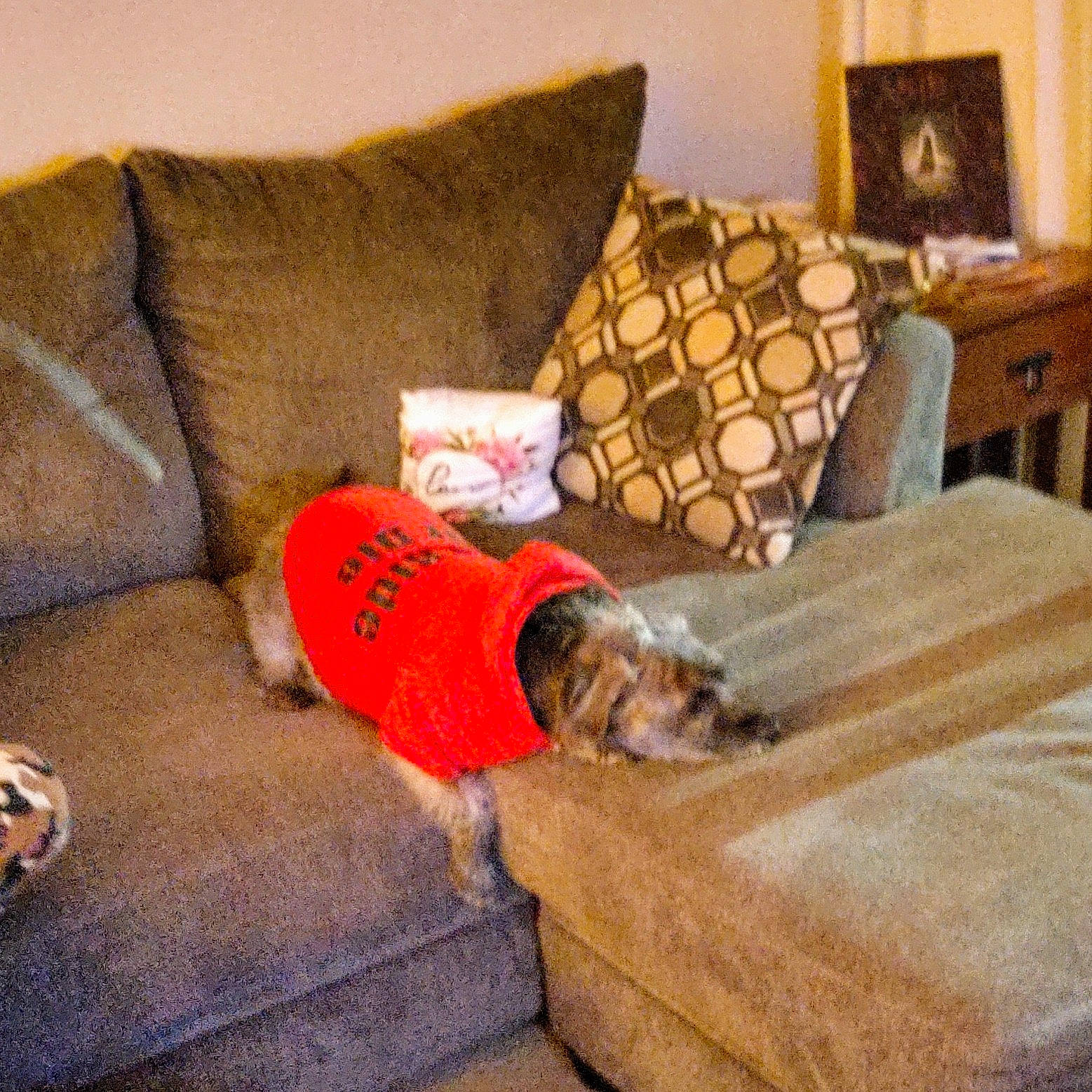 Jordan joined the competition — help win amazing prizes! canidae, carnivore, chair, comfort, companion_dog, couch, furniture, futon, house, interior_design, living_room, loveseat, nap, pillow, room, slipcover, sofa_bed