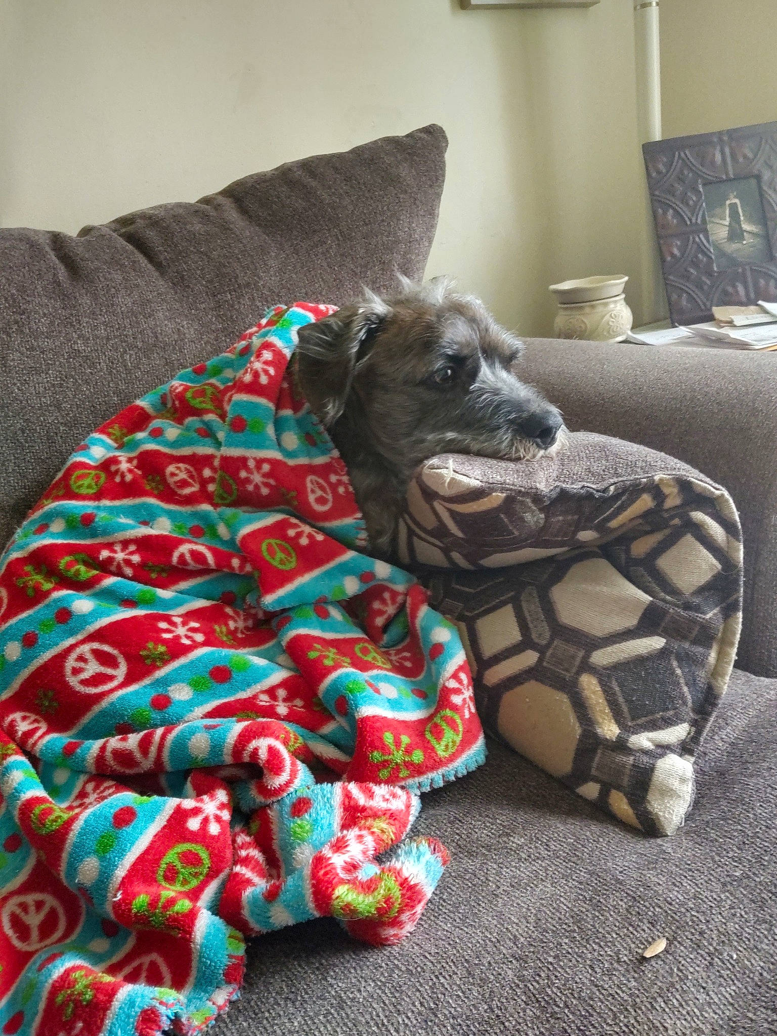 Jordan is registered to the contest to win money with this photo: canidae, carnivore, dog, dog_breed, dog_toy, greyhound, italian_greyhound, linens, lurcher, non_sporting_group, sporting_group, toy_dog, weimaraner, whippet