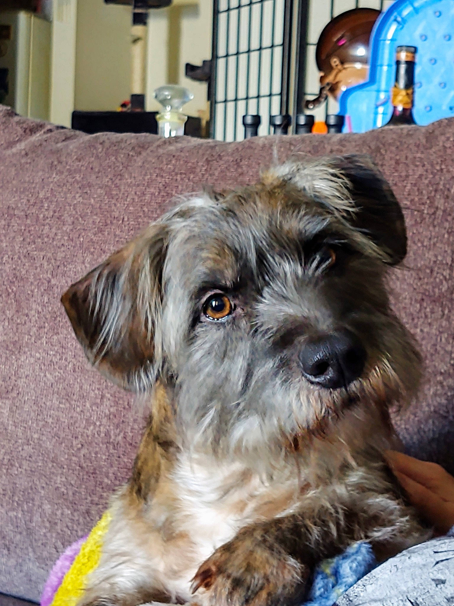 Jordan joined the competition — help win amazing prizes! bolonka, cairn_terrier, canidae, carnivore, companion_dog, dog, dog_breed, glen_of_imaal_terrier, mammal, miniature_schnauzer, morkie, puppy, schnauzer, schnoodle, small_terrier, snout, sporting_group, sporting_lucas_terrier, terrier, vertebrate