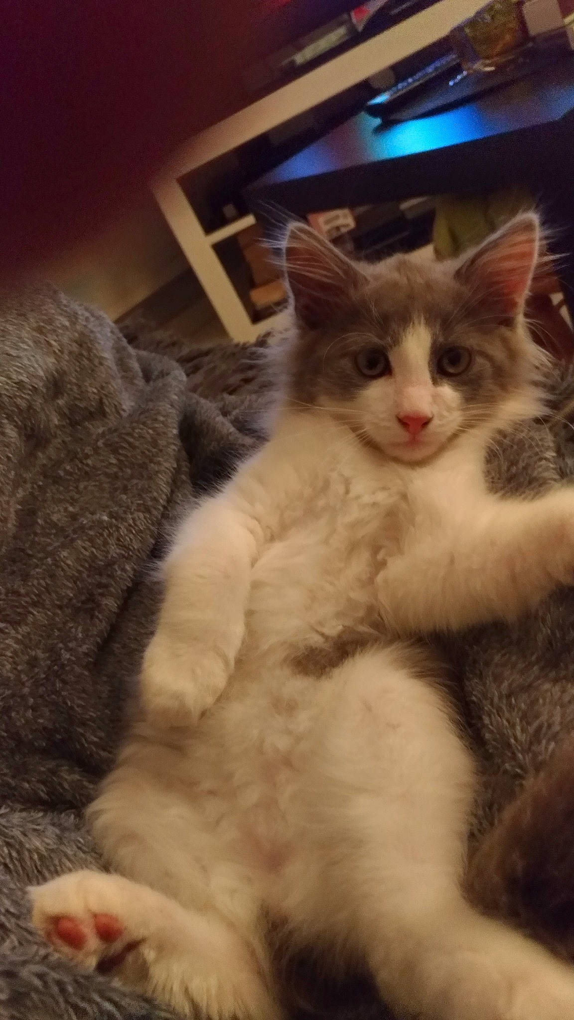 Paco participe au concours pour gagner de l'argent avec cette photo : aegean_cat, carnivore, cat, domestic_short_haired_cat, ear, european_shorthair, felidae, fur, kitten, mammal, nose, polydactyl_cat, small_to_medium_sized_cats, whiskers