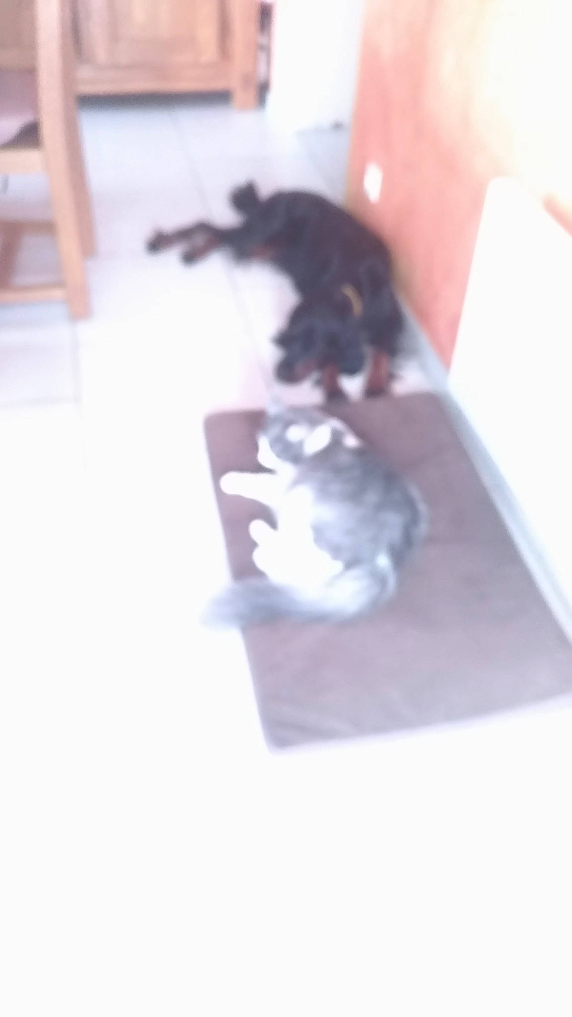 Paco participe au concours pour gagner de l'argent avec cette photo : canidae, carnivore, cat, companion_dog, dog_breed, felidae, floor, guard_dog, kitten, puppy, small_to_medium_sized_cats, tail