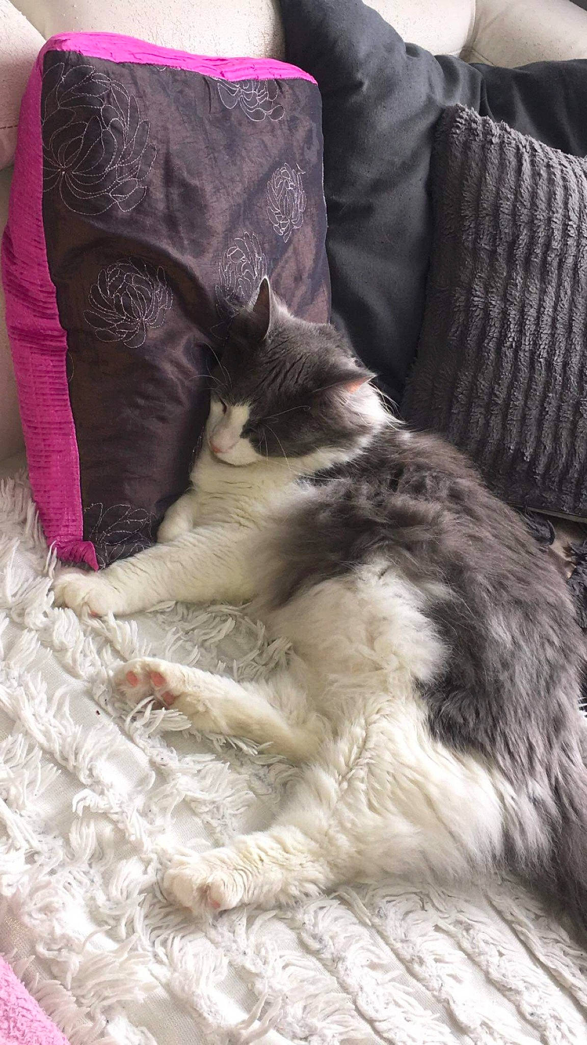 Paco a rejoint le concours — aidez-le/la à gagner de superbes lots ! bed, carnivore, cat, domestic_long_haired_cat, felidae, fur, furniture, kitten, maine_coon, nap, norwegian_forest_cat, small_to_medium_sized_cats, tail, whiskers