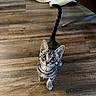 Biscotti joined the competition — help win amazing prizes! cat, kitten, tabby, animal, pet, feline, wide_eyed, looking_up, standing, tail, whiskers, striped_fur, gray_fur, indoors, wooden_floor, home, tote_bag, chair, portrait, cute
