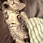 Biscotti is registered to the contest to win money with this photo: cat, tabby_cat, sleeping, lying_down, belly_up, paws, toe_beans, whiskers, ears, striped_fur, gray_fur, white_fur, relaxed, cute, pet, indoor, bed, pillows, blanket, portrait