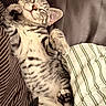 cat, tabby_cat, sleeping, lying_down, belly_up, paws, toe_beans, whiskers, ears, striped_fur, gray_fur, white_fur, relaxed, cute, pet, indoor, bed, pillows, blanket, portrait
