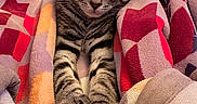 Biscotti joined the competition — help win amazing prizes! cat, tabby_cat, sleeping, kitten, blanket, cozy, indoors, bed, cuddled, relaxed, cute, furry, striped_fur, paws, whiskers, ears, portrait, close_up, warm_lighting, nap