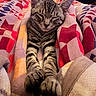 cat, tabby_cat, sleeping, kitten, blanket, cozy, indoors, bed, cuddled, relaxed, cute, furry, striped_fur, paws, whiskers, ears, portrait, close_up, warm_lighting, nap