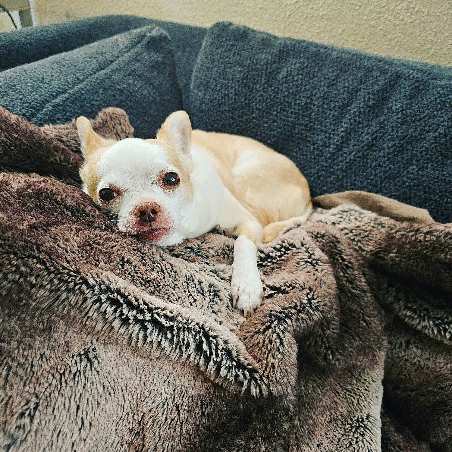 Munkee is registered to the contest to win money with this photo: bored, canidae, carnivore, chihuahua, comfort, companion_dog, couch, dog, dog_breed, ear, eye, fawn, fur, head, snout, sporting_group, terrestrial_animal, toy_dog, whiskers, working_animal