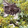 cat, fluffy, greenery, foliage, outdoor, nature, yellow_eyes, animal, pet, whiskers, closeup, plant, bush, wildlife, mammal, portrait, camouflage, curious, soft_fur, relaxed