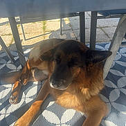 Olaf participe au concours pour gagner de l'argent avec cette photo : animal, backyard, canine, comfort, daylight, dog, fur, german_shepherd, legs, outdoor, patterned_rug, pavement, peaceful, pet, quiet, relaxing, resting, shadow, sunlight, table