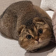 Hanky is registered to the contest to win money with this photo: cat, scottish_fold, wide_eyes, fur, whiskers, folded_ears, pet, cute, animal, indoor, cozy, closeup, feline, curious, resting, soft_texture, light, fabric, couch, domestic_animal