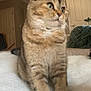 Hanky is registered to the contest to win money with this photo: cat, tabby, feline, pet, animal, indoor, cozy, blanket, fur, whiskers, curious, sitting, home, soft_light, cute, domestic, mammal, paws, closeup, relaxed