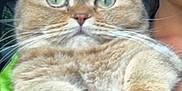 Hanky joined the competition — help win amazing prizes! cat, animal, pet, feline, fur, whiskers, paws, close_up, face, green_shirt, earrings, person, holding, cute, wide_eyes, soft_texture, indoor, portrait, mammal, expression