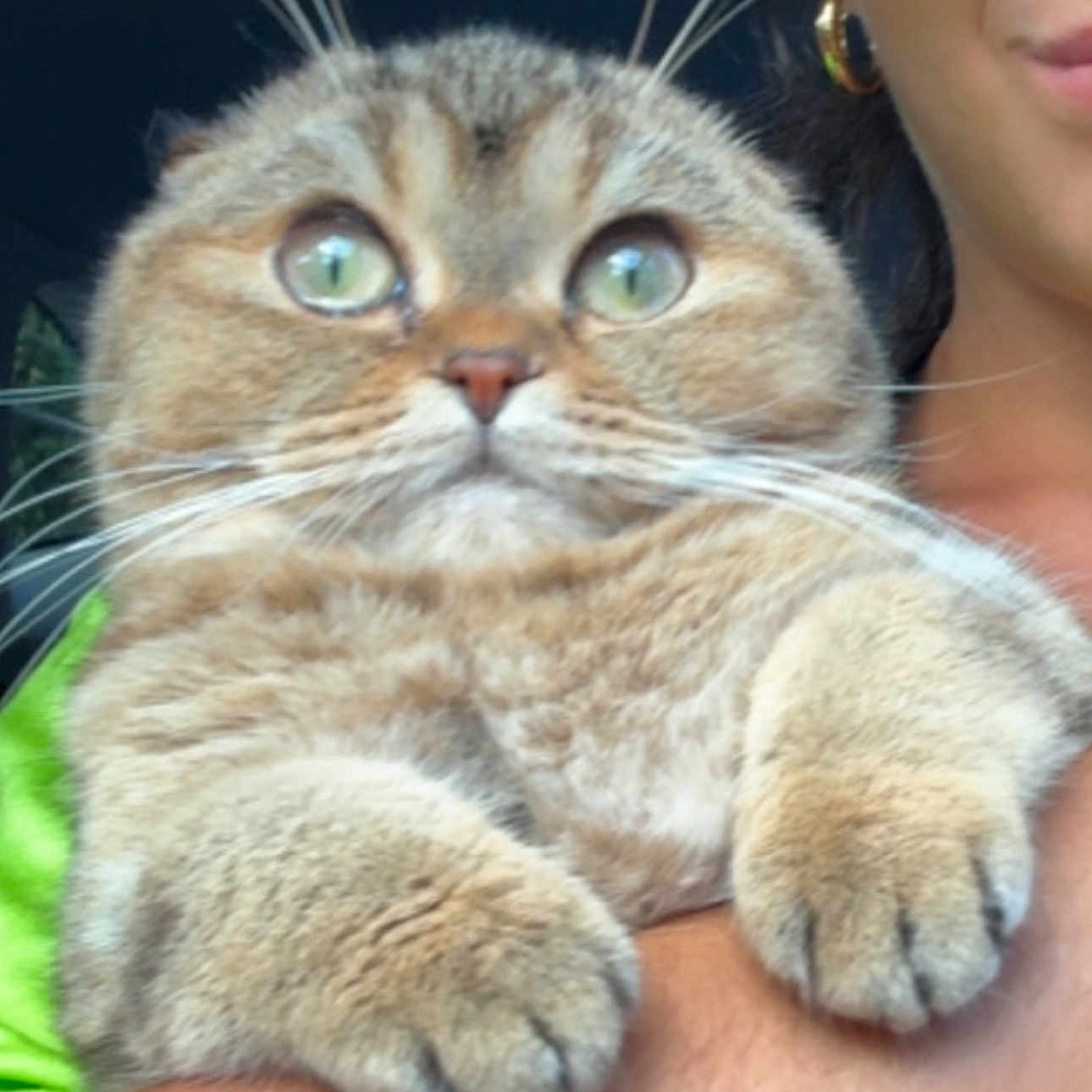 Hanky joined the competition — help win amazing prizes! animal, cat, close_up, cute, earrings, expression, face, feline, fur, green_shirt, holding, indoor, mammal, paws, person, pet, portrait, soft_texture, whiskers, wide_eyes