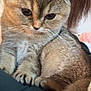 Hanky joined the competition — help win amazing prizes! cat, fluffy, folded_ears, close_up, pet, animal, feline, cute, domestic_cat, fur, whiskers, paw, tail, looking_down, indoor, human_arm, holding, soft, calm, companion