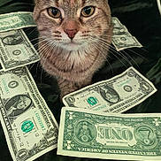 Baby Kitty is registered to the contest to win money with this photo: cat, tabby_cat, money, dollar_bills, currency, currency_notes, animal, pet, whiskers, closeup, face, fur, eyes, sitting, indoor, black_background, texture, domestic_cat, currency_collection, currency_spread