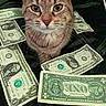 cat, tabby_cat, money, dollar_bills, currency, currency_notes, animal, pet, whiskers, closeup, face, fur, eyes, sitting, indoor, black_background, texture, domestic_cat, currency_collection, currency_spread