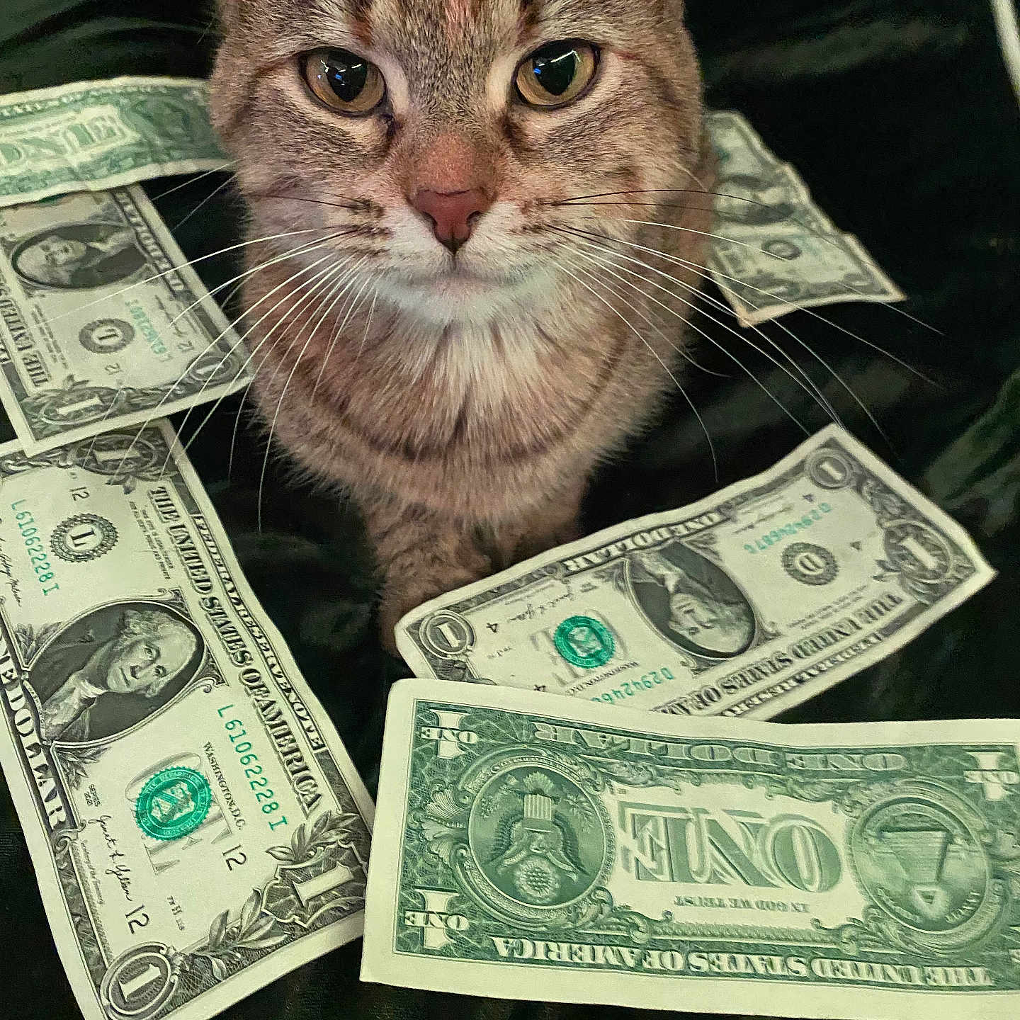 Baby Kitty is registered to the contest to win money with this photo: cat, tabby_cat, money, dollar_bills, currency, currency_notes, animal, pet, whiskers, closeup, face, fur, eyes, sitting, indoor, black_background, texture, domestic_cat, currency_collection, currency_spread