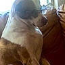 dog, brown_couch, window, glasses, indoors, pet, canine, white_and_brown_fur, sitting, furniture, home, cozy, bright_light, side_profile, domestic_animal, relaxed, resting, animal, companion, casual